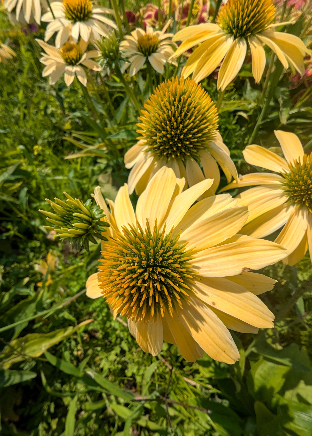 PXL_20250807_120957646.jpg