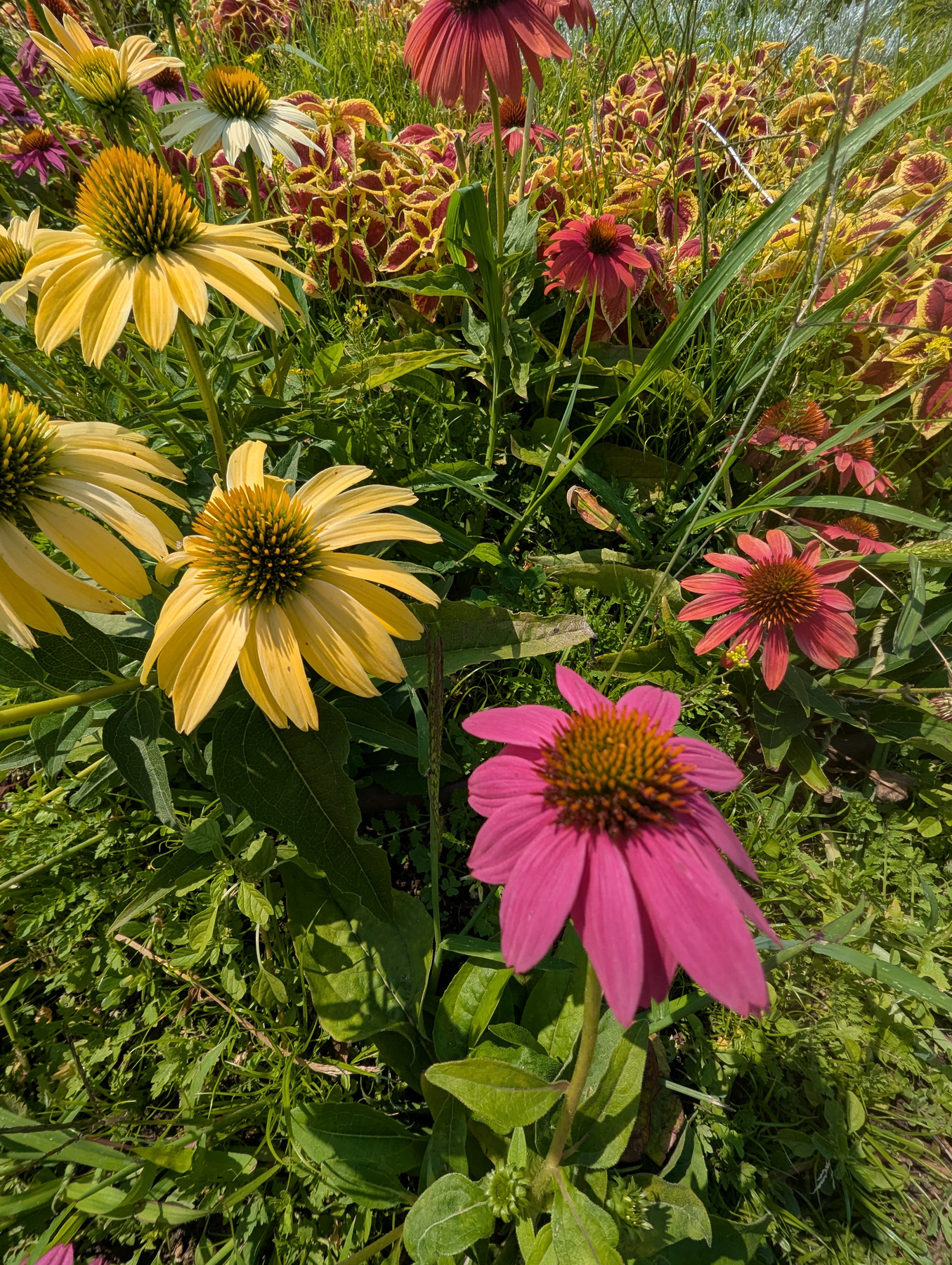 PXL_20250807_121001759.jpg